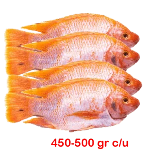 Mojarra Grande de Libra al Mejor Precio por Kilo Domicilio