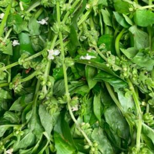 Albahacas atado x170 gramos promedio