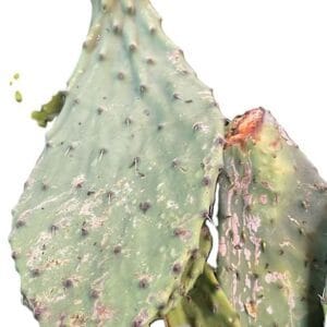 Nopal x 500 gr prox